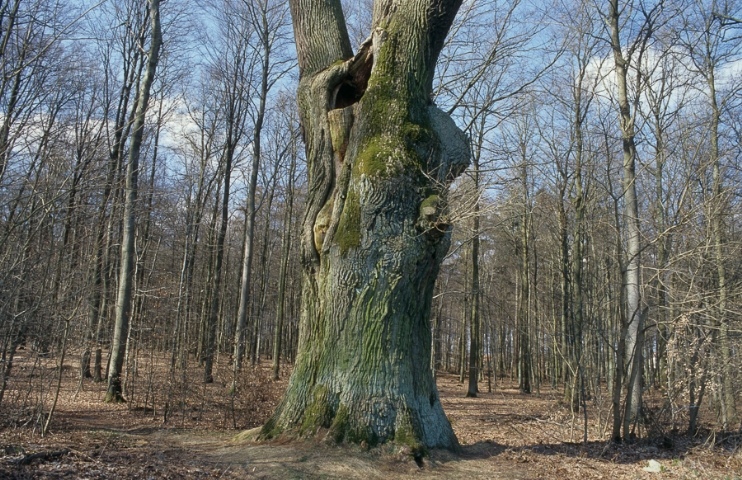 Altenebstorf Alte Bäume